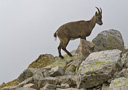 Alpine Ibex - by Henk