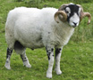 Elegantly horned sheep - by Tom